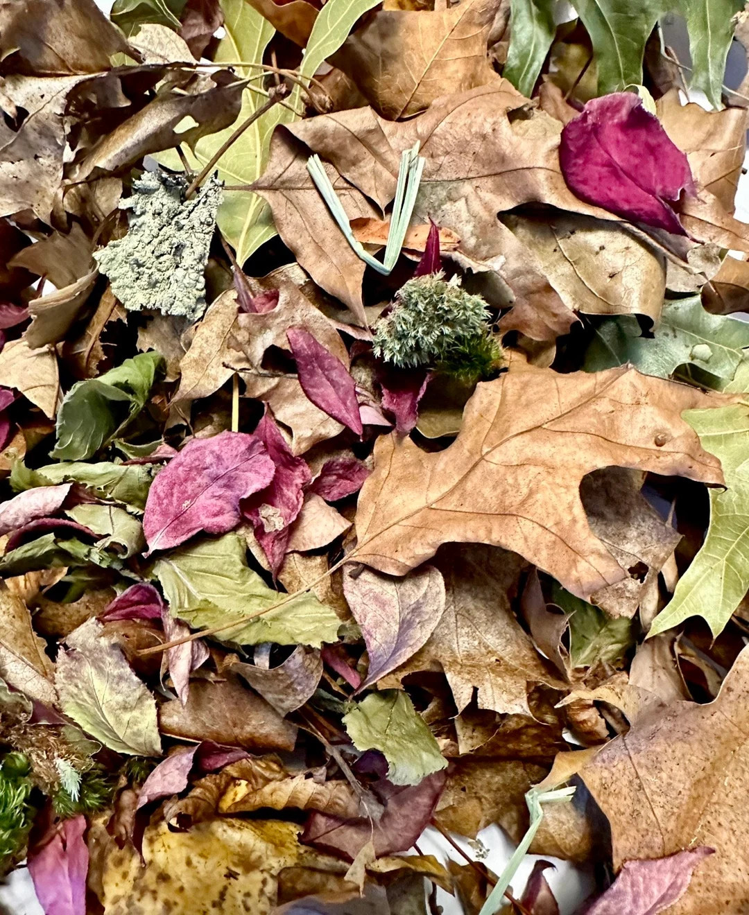 Better Than Leaf Litter - Etsy | Etsy (US)