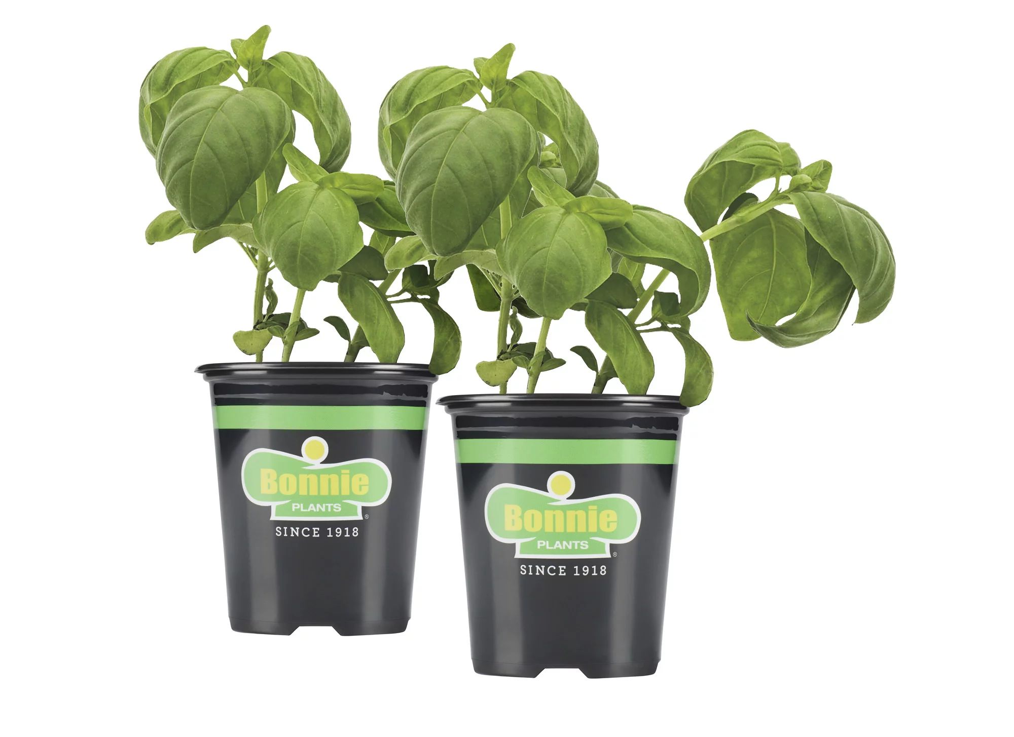 Bonnie Plants Sweet Basil 19.3 oz. 2-pack | Walmart (US)