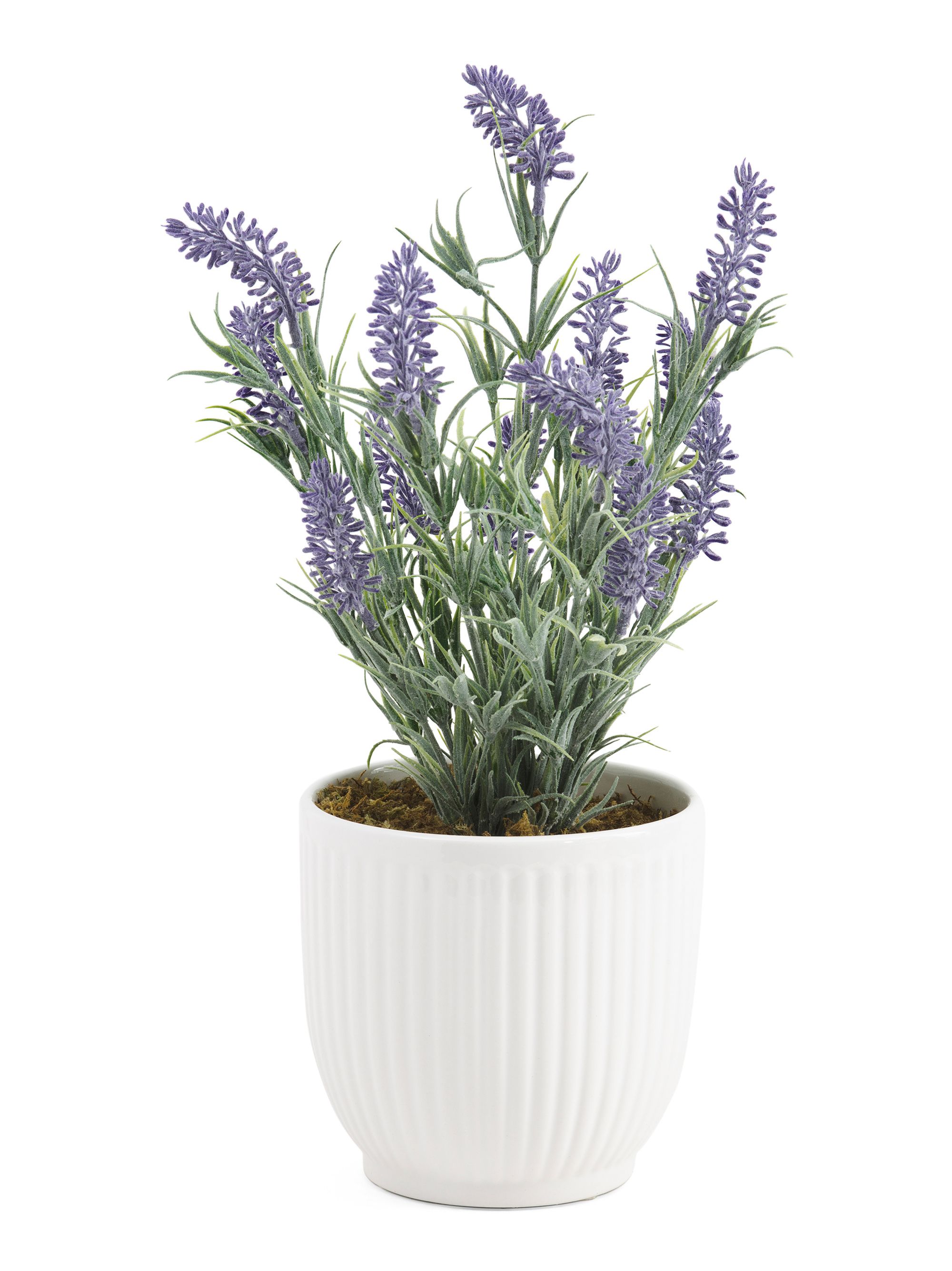 Lavender Plant In Shiny Pot | TJ Maxx