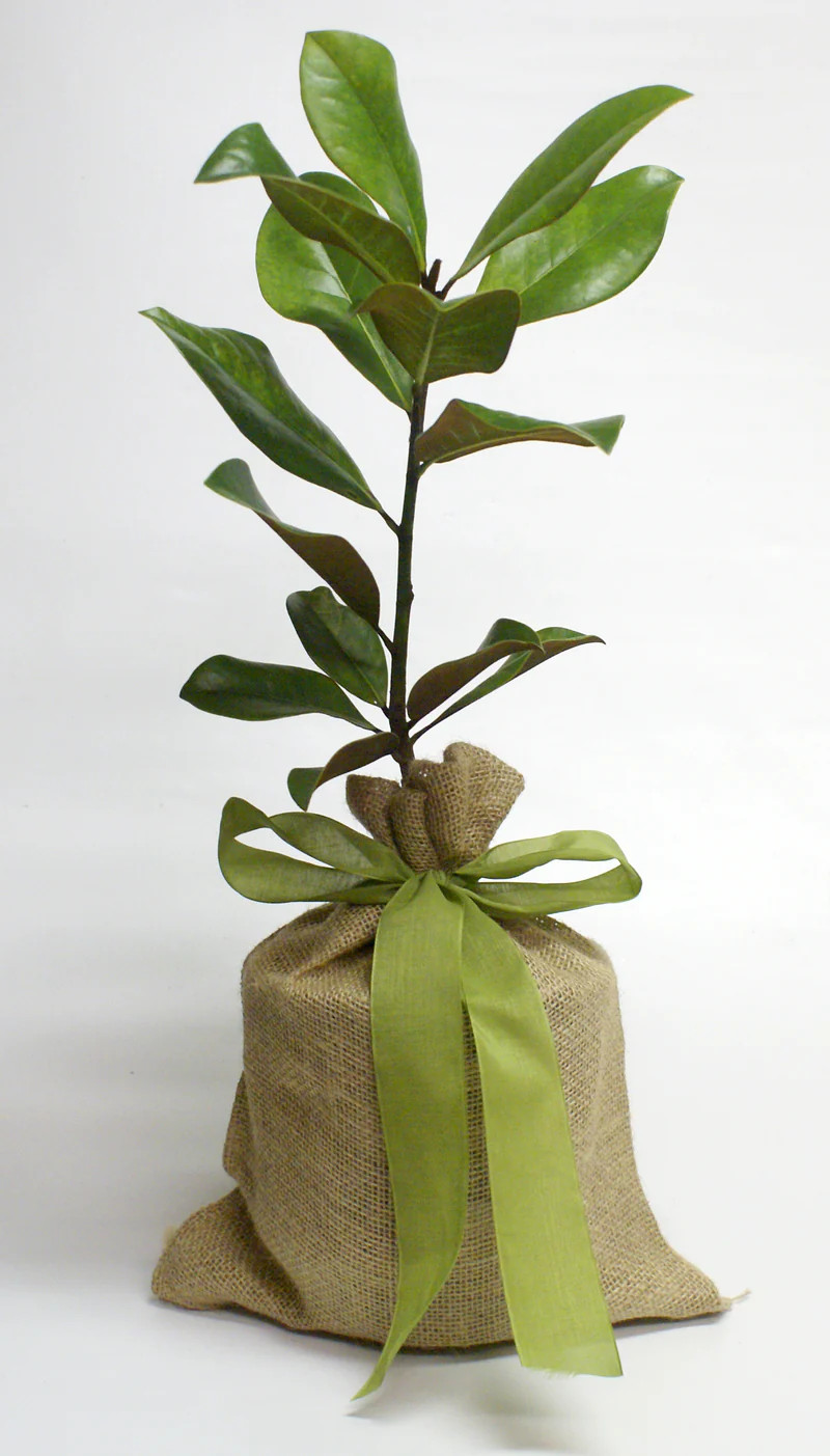 Live Magnolia Tree 30” | Plow & Hearth