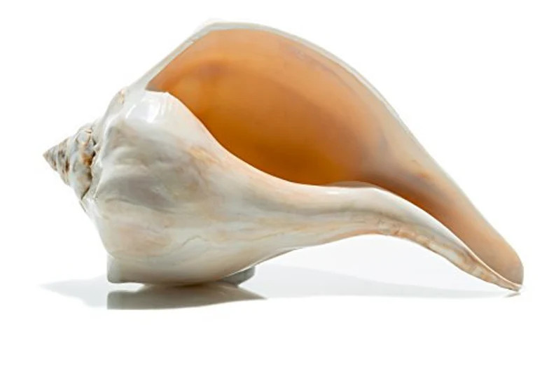 Sea Shell  Atlantic Whelk Shell 7-8  Polished Large | Etsy | Etsy (US)