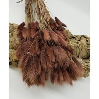 Bunny Tails Brown Lagurus 50-60 Stems | Etsy (US)