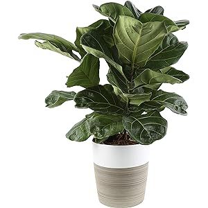 Costa Farms Live Ficus Lyrata, Fiddle-Leaf Fig, Indoor Tree, 2-Feet Tall, Ships in Décor Planter, Fr | Amazon (US)