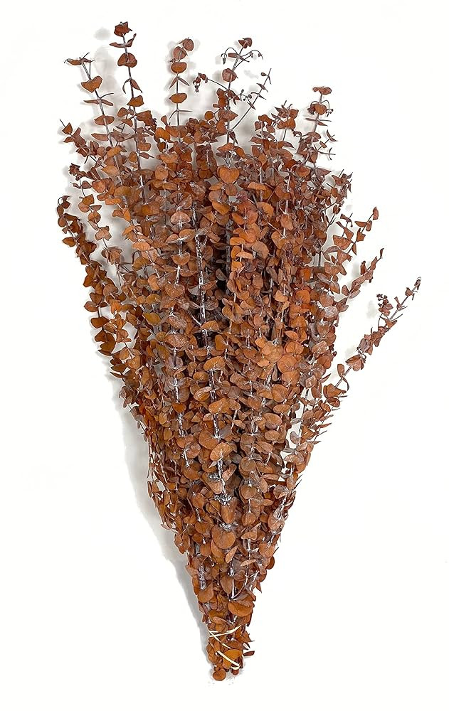 CalCastle Craft California Grown Natural Dried Preserved Eucalyptus Bundle Large 28" Tall Bulk 1 ... | Amazon (US)