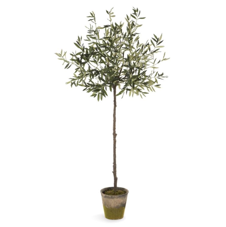 Olive Tree In Moss Pot 69" | Scout & Nimble