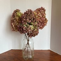 Dried Limelight Hydrangea Flowers - 3 Extra Large Size Blooms | Etsy (US)