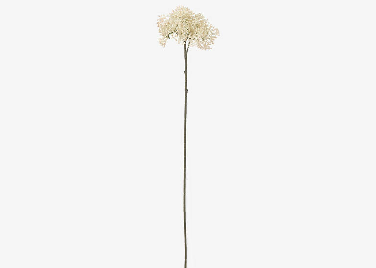 Beare Elderberry Stem Ivory | Urban Barn