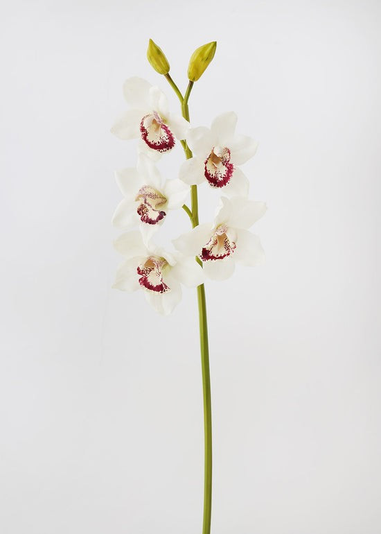 Cream Burgundy Faux Cymbidium Orchid - 31 | Afloral (US)