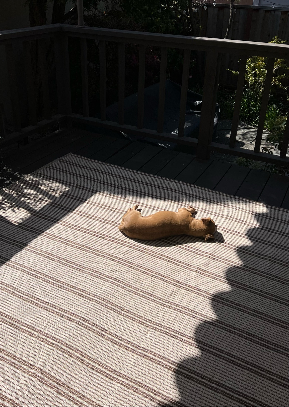 Love this outdoor rug for the deck! So affordable and the quality is great. Under $100 for 6x9!!!

#LTKFindsUnder100 #LTKPets #LTKHome