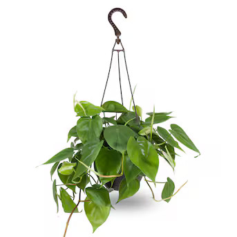 Costa Farms Tropical House Plant in 3-Quart Hanging Basket | Lowe's