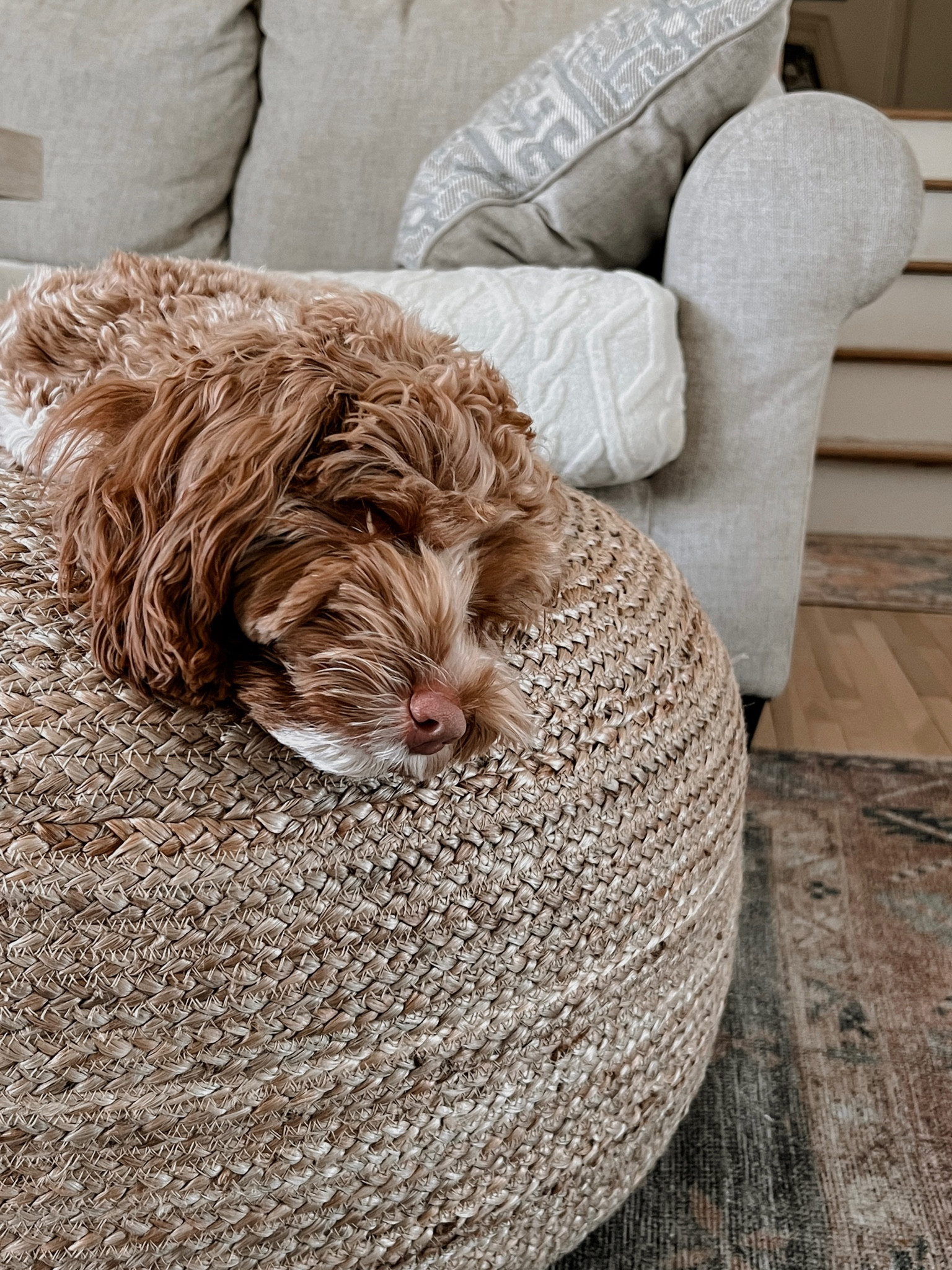 A poof the dog loved just as much as we do!

#LTKfamily #LTKhome #LTKFind