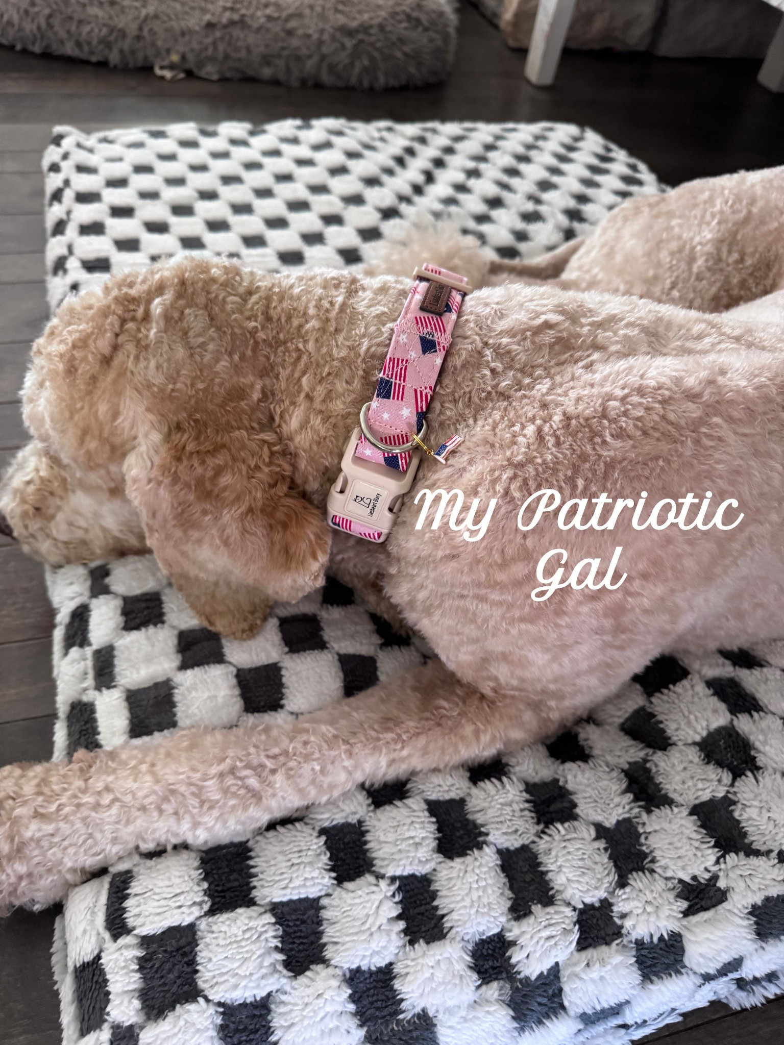 New bed 🏁—New holiday collar 🇺🇸 
Worn out after our walk! 👣 



#LTKActive #LTKSeasonal #LTKPets