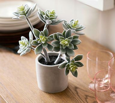 Faux Potted Kiwi Succulent | Pottery Barn (US)