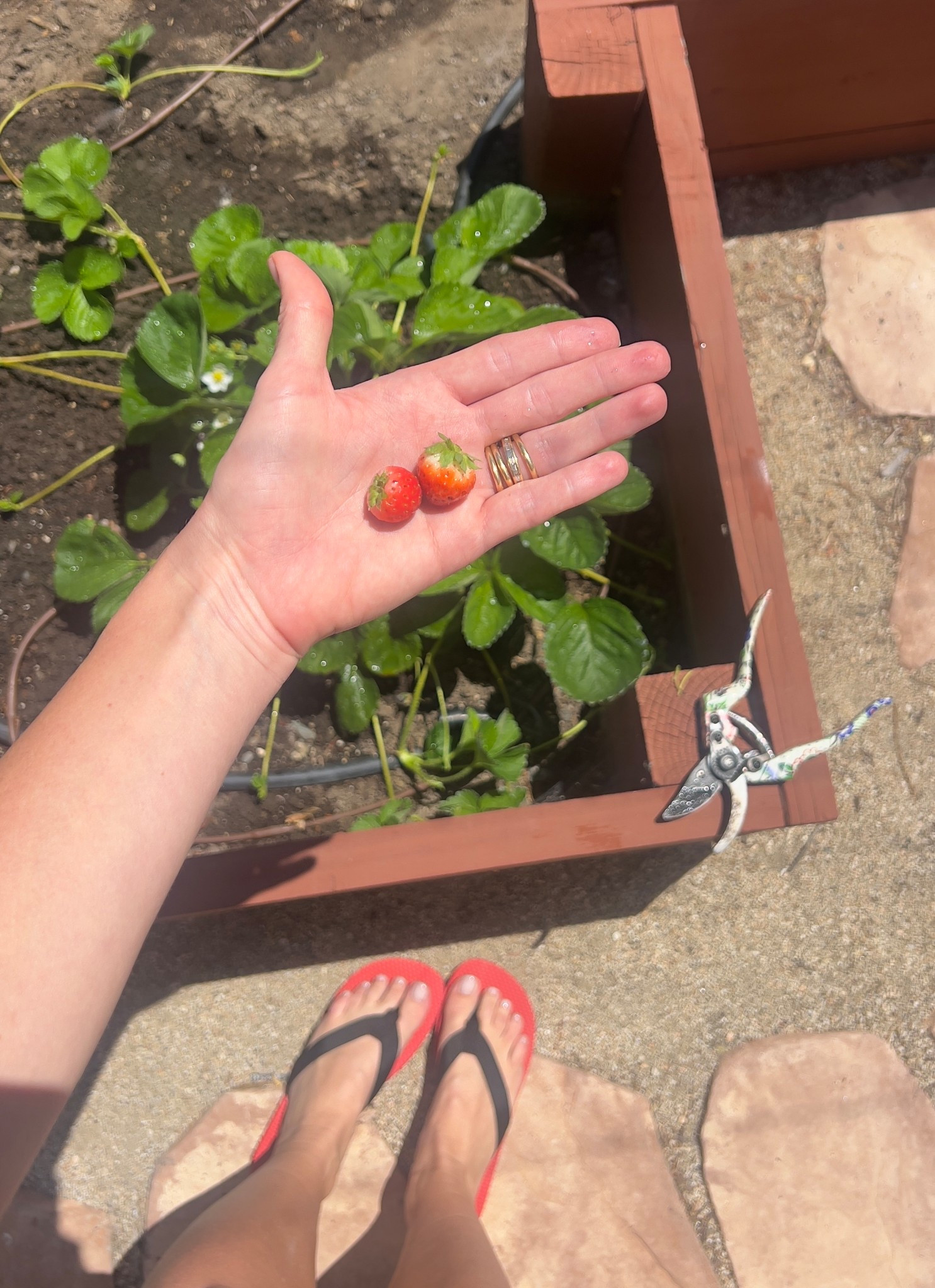 fav summer shoe

#LTKShoeCrush #LTKFindsUnder100