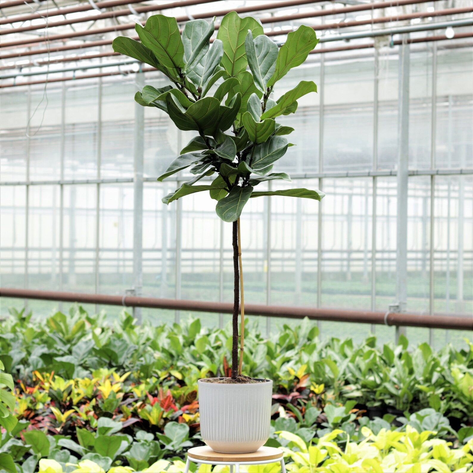 Ficus Lyrata Tree  Fiddle Leaf Fig  House Plant  27cm Pot  | Etsy | Etsy (UK)