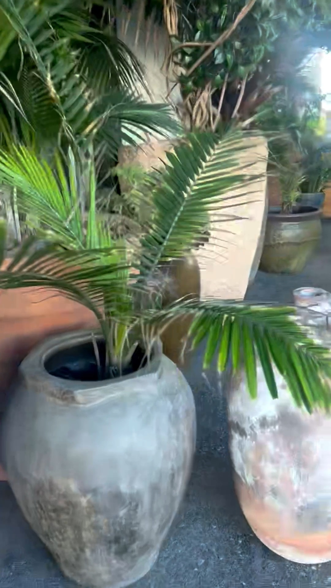 Good morning! Loving this lush, green vibe. 🌿
#planters #greenvibes #morningmood #plantlove

#LTKvlog #LTKHoliday #LTKHome