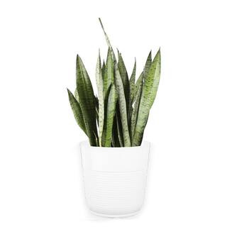Costa Farms Grower's Choice Sansevieria Indoor Snake Plant in 10 in. White Décor Pot, Avg. Shipp... | The Home Depot