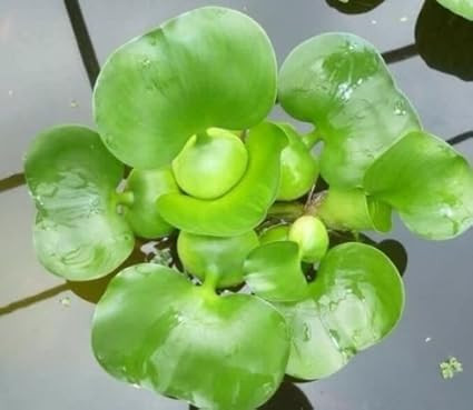Water Hyancinth - Floating Live Pond Plant | Amazon (US)