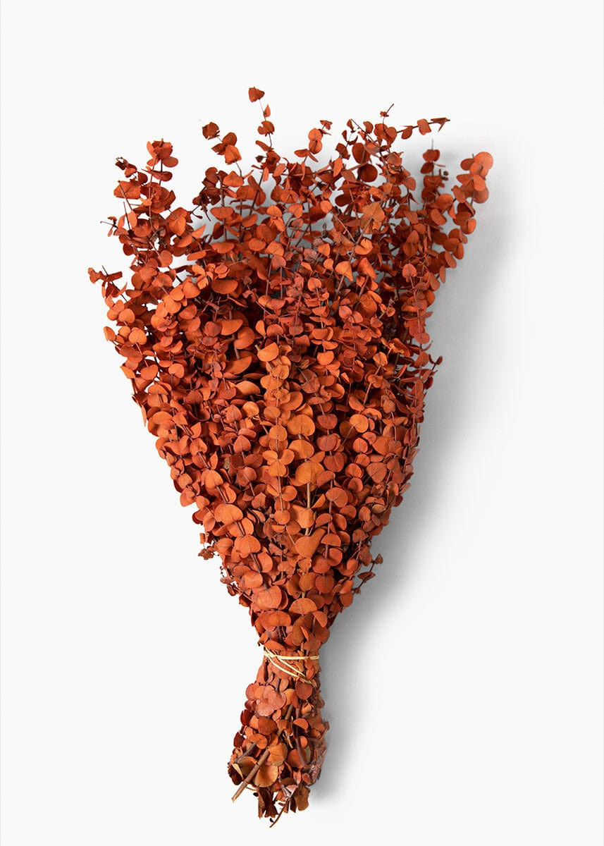 Orange Preserved Eucalyptus Bundle - 24 | Afloral