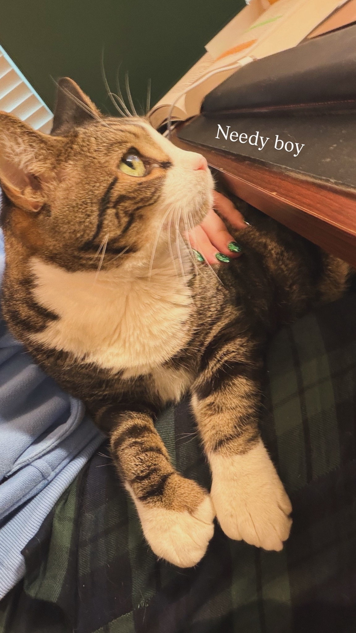 Needy kitty helping with my writing session this weekend 💚

#LTKstorytime #LTKmorningroutine #LTKPetite