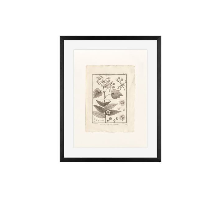 Botanical Plate 468 Framed Print | Pottery Barn (US)