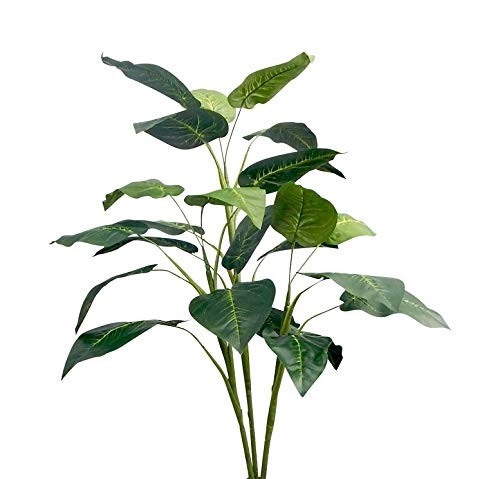 Ella and Lulu Unpotted Bird of Paradise Tree 36-in Green | Amazon (US)