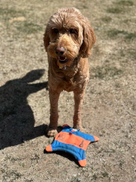 My pup is obsessed with this flying squirrel dog toy

#LTKfindsunder100 #LTKsalealert #LTKfindsunder50