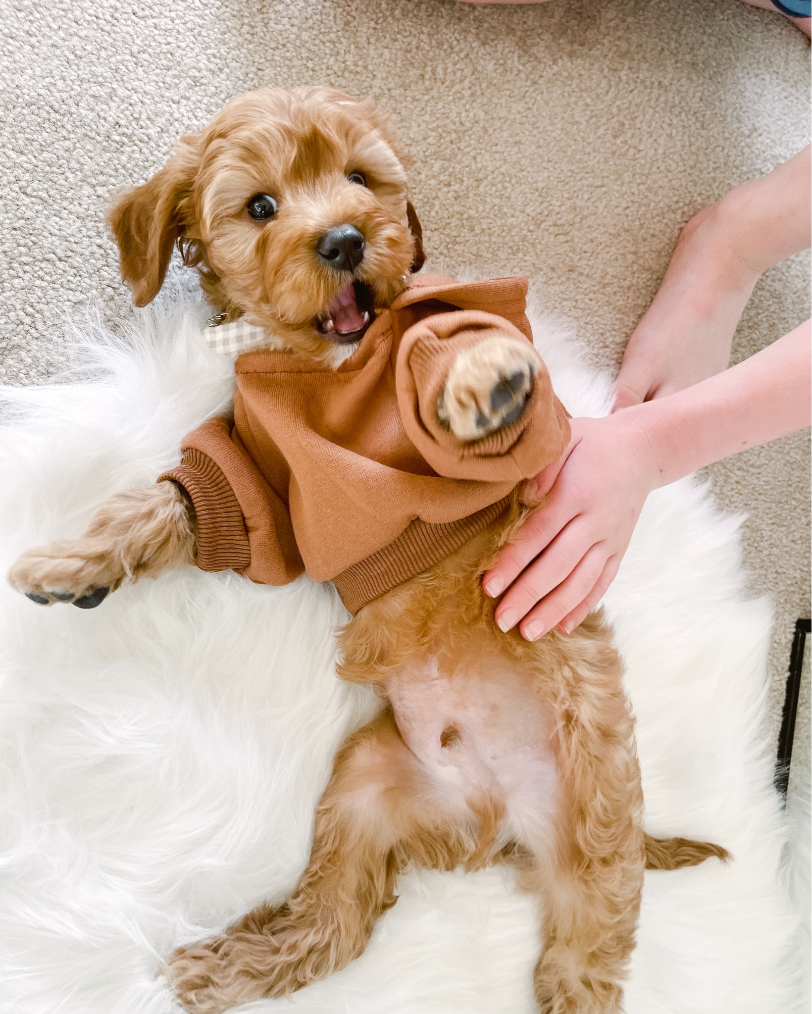 #amazonpets #ltkpets 