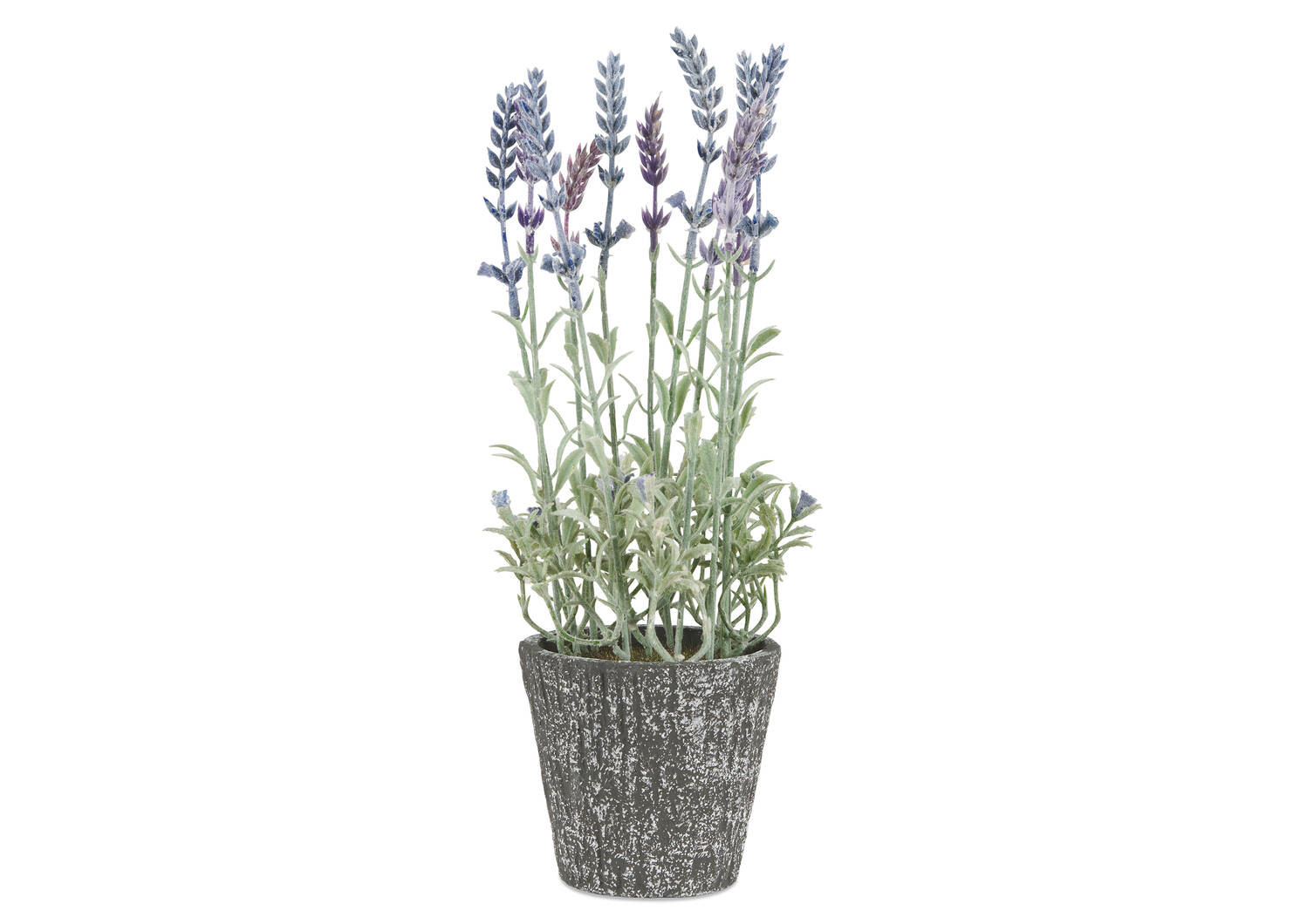 Dolores Lavender Plant Potted | Urban Barn
