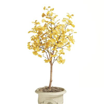 Gingko Leaf Tree | Frontgate | Frontgate