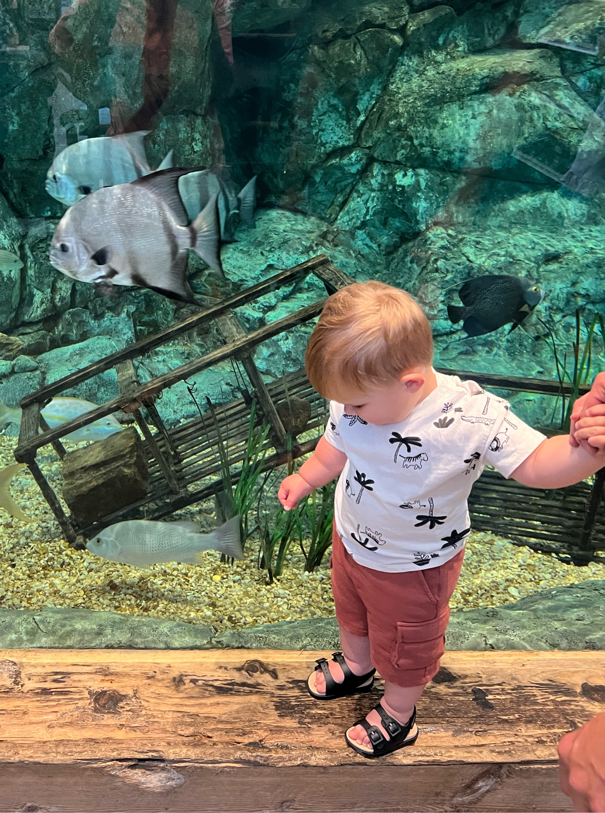 Toddler boys outfit under $15!
Old navy toddler 
H&M toddler


#LTKBaby #LTKKids #LTKFamily