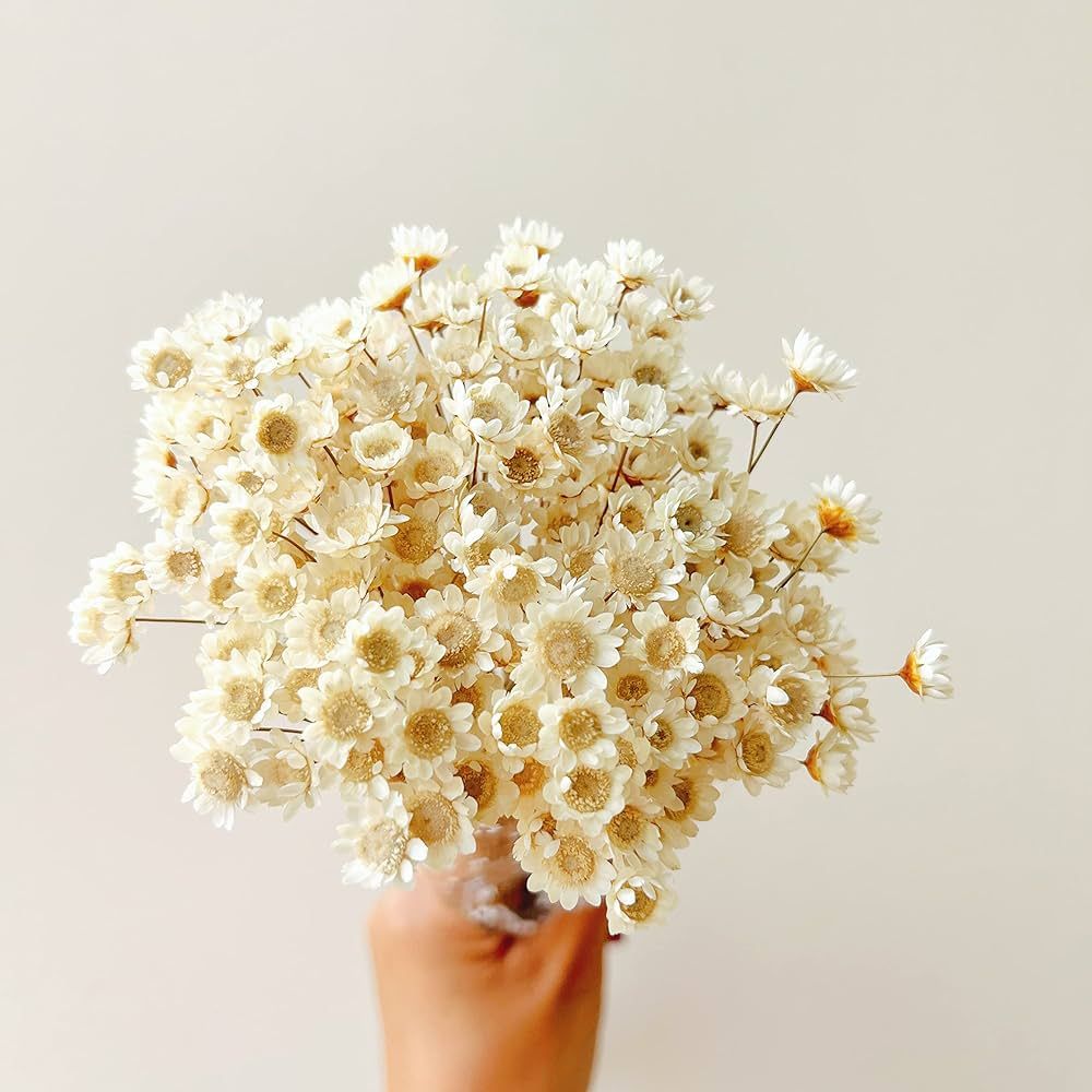Natural - Dried - Flowers Brazilian Small Star Daisy Dried Decorative Mini Chamomile Bouquet for ... | Amazon (US)