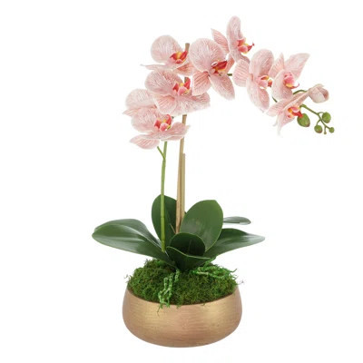 Orchid Arrangement in Fiberstone Planter | Wayfair North America