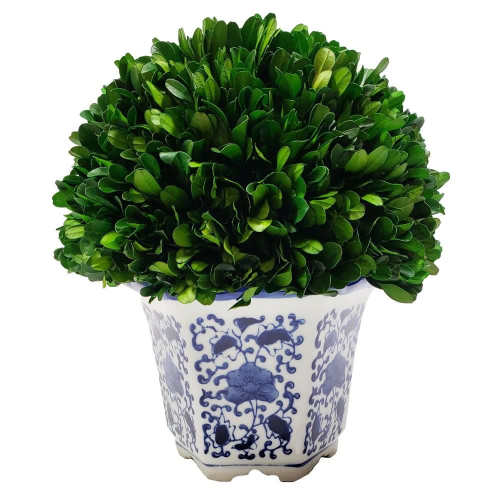Preserved Boxwood Ball in Ceramic Pot | The Home Depot