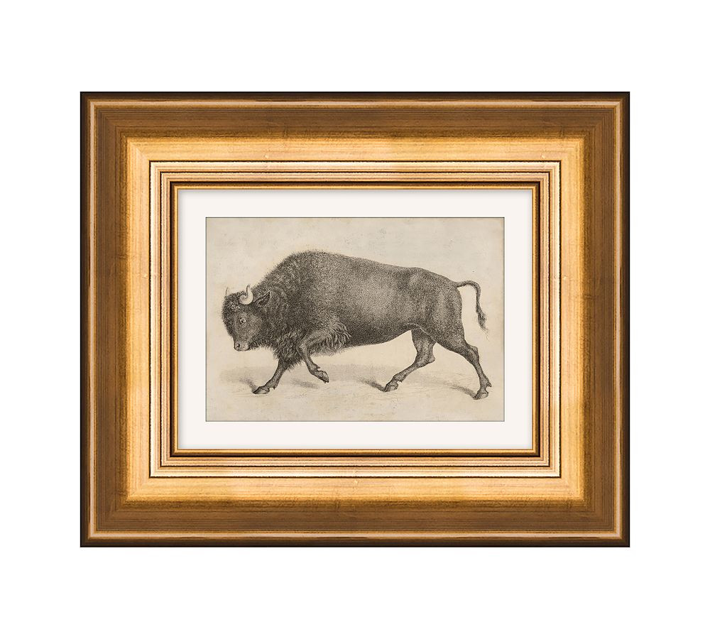 Grain Buffalo Framed Print | Pottery Barn (US)