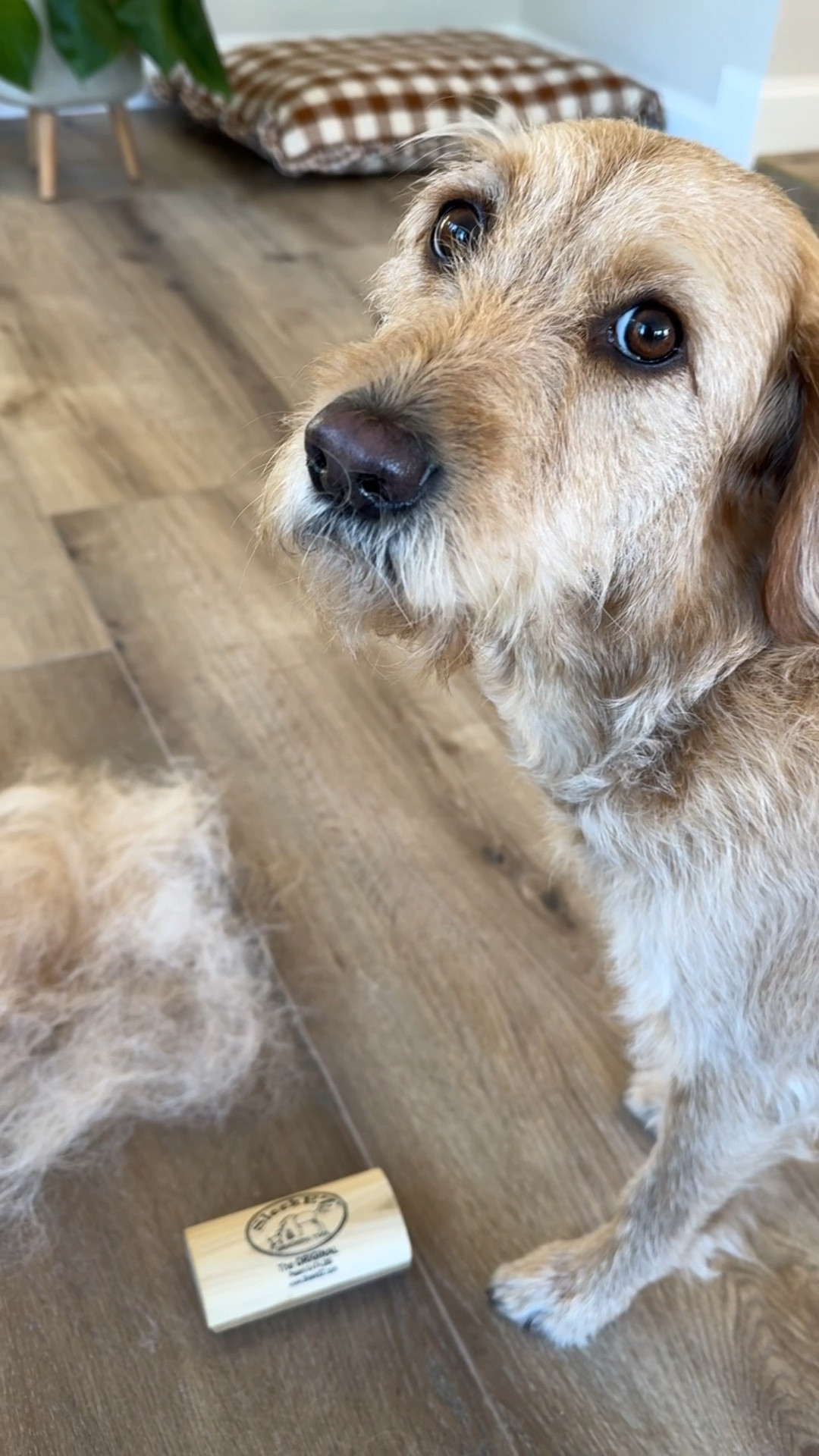 Dog shedding tool #dogmom