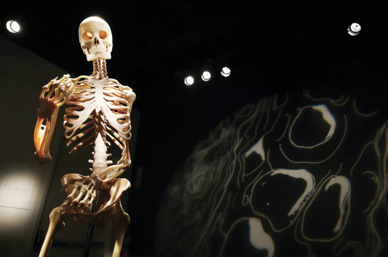 Bodies the Exhibition - Bodies the Exhibition - Las Vegas, NV | Groupon | Groupon North America