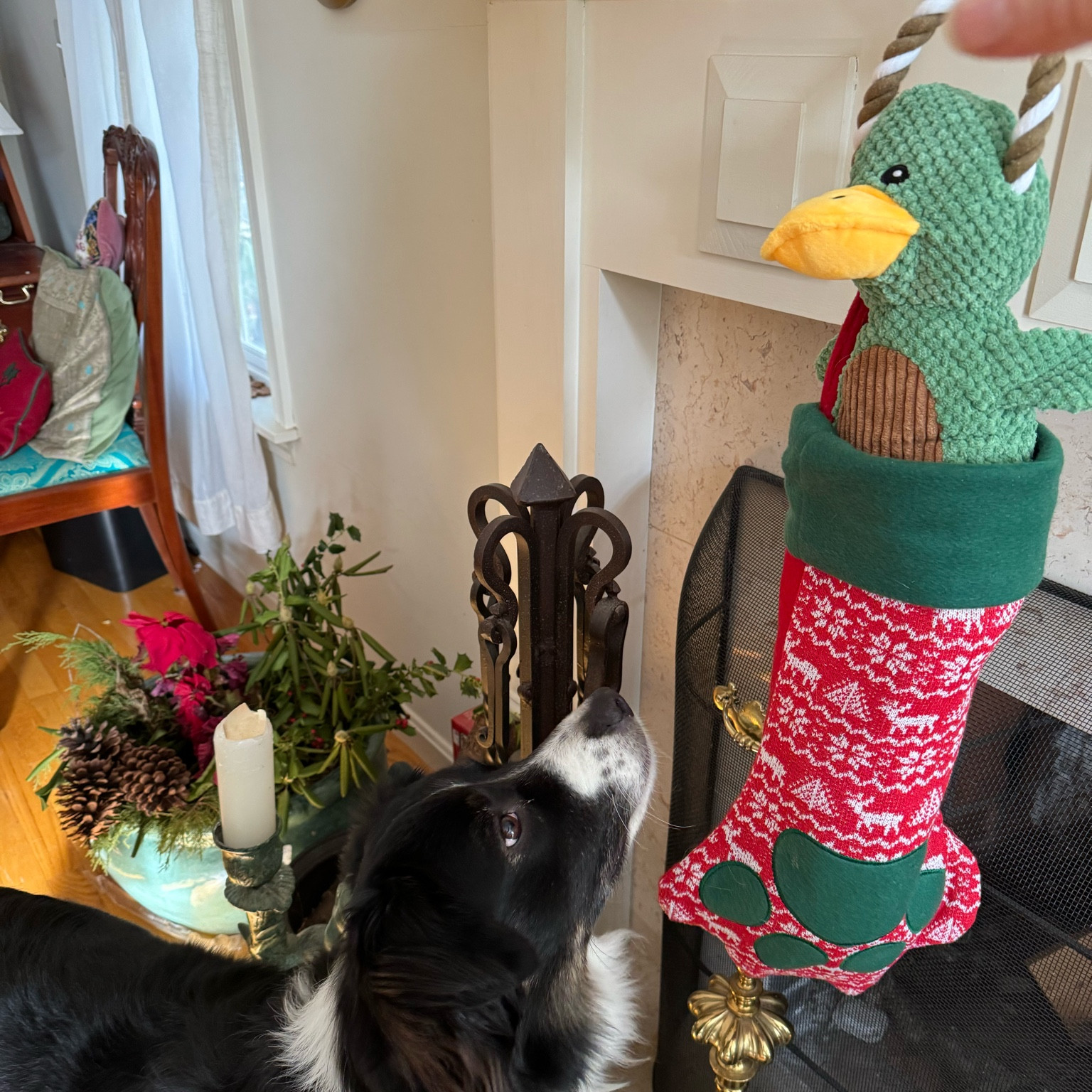 Holiday stocking for pets 
Pet gifts 
Home decor 
Holiday home 
Sale gifts 

#LTKfindsunder50 #LTKfamily #LTKHoliday