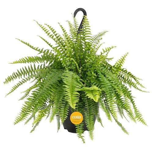Costa Farms Live Boston Fern Indoor Plant in 10 Inch Hanging Basket, Pet Friendly Non Toxic Air Purifying Houseplant, Real Live Greenery House Warming Gift, Large Fresh Potted Hanging Ferns for Patio | Amazon (US)