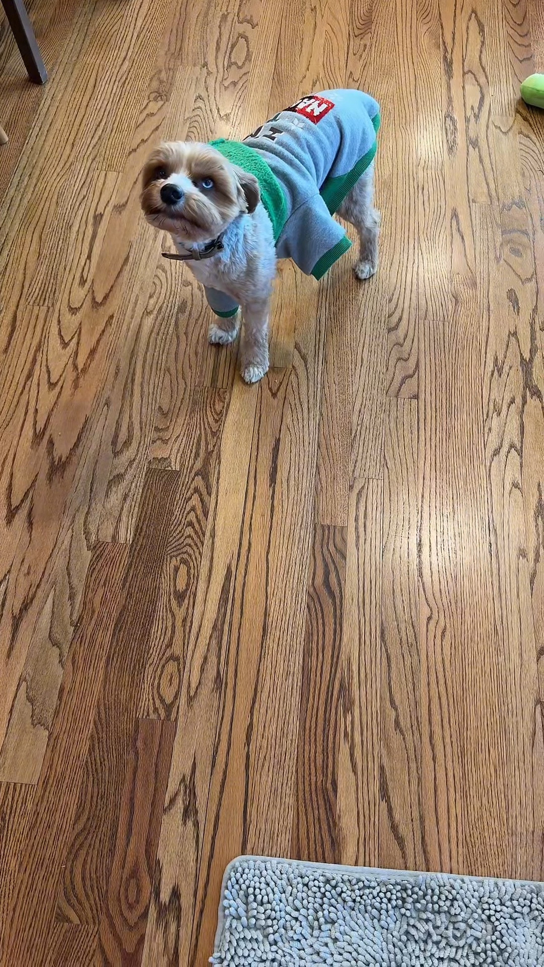 Do you have a naughty dog in your life? Bleu is “Nice”, but has his “Naughty List” moments like in this video  

#LTKWatchNow #LTKHoliday