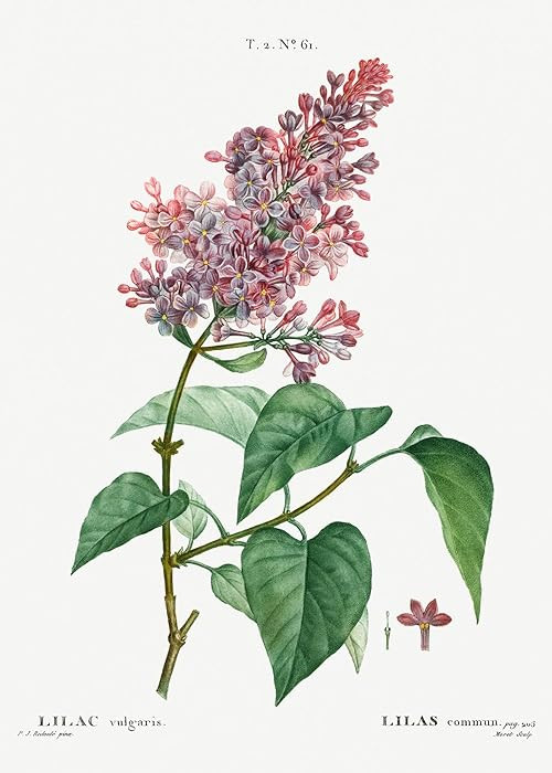 Eurisko Studios Botanical Plant Print - Common lilac (Lilac vulgaris) by Pierre Joseph Redoute Ar... | Amazon (US)