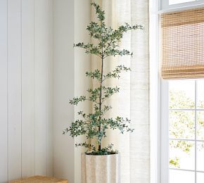 Faux Black Olive Tree | Pottery Barn (US)