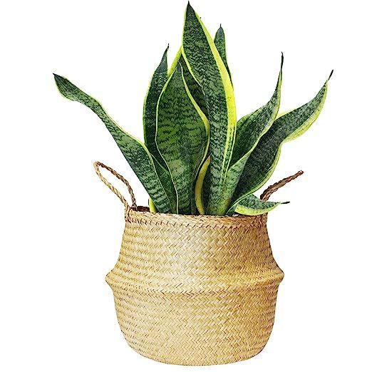 Large Seagrass Belly Basket Plant Pot Cover and Storage with Handles, Laundry, Picnic, Pot Cover ... | Amazon (US)