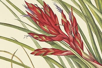 Wild Flowers of North America: Botanical Illustrations by Mary Vaux Walcott | Amazon (US)