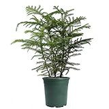 American Plant Exchange Norfolk Island Pine Mini Christmas Tree Live Plant, 6" Pot, Adorable Indoor  | Amazon (US)