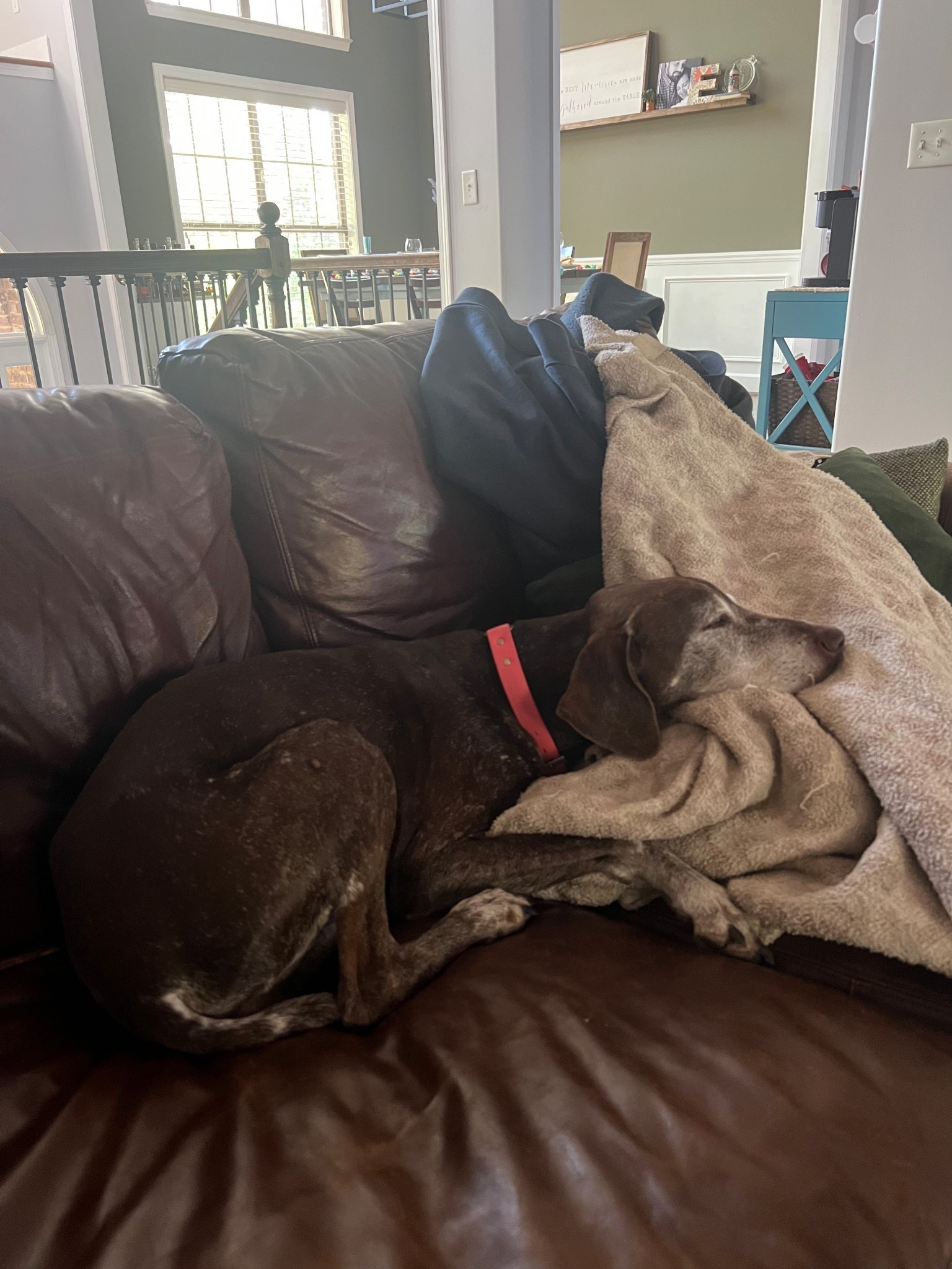 Best blanket (kid and dog approved - washed so many times and still the softest and coziest blanket!)

#LTKdayinmylife #LTKHome