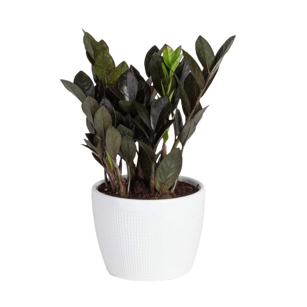 Costa Farms Trending Tropicals Raven ZZ Plant in 6 in. Ceramic Pot | The Home Depot