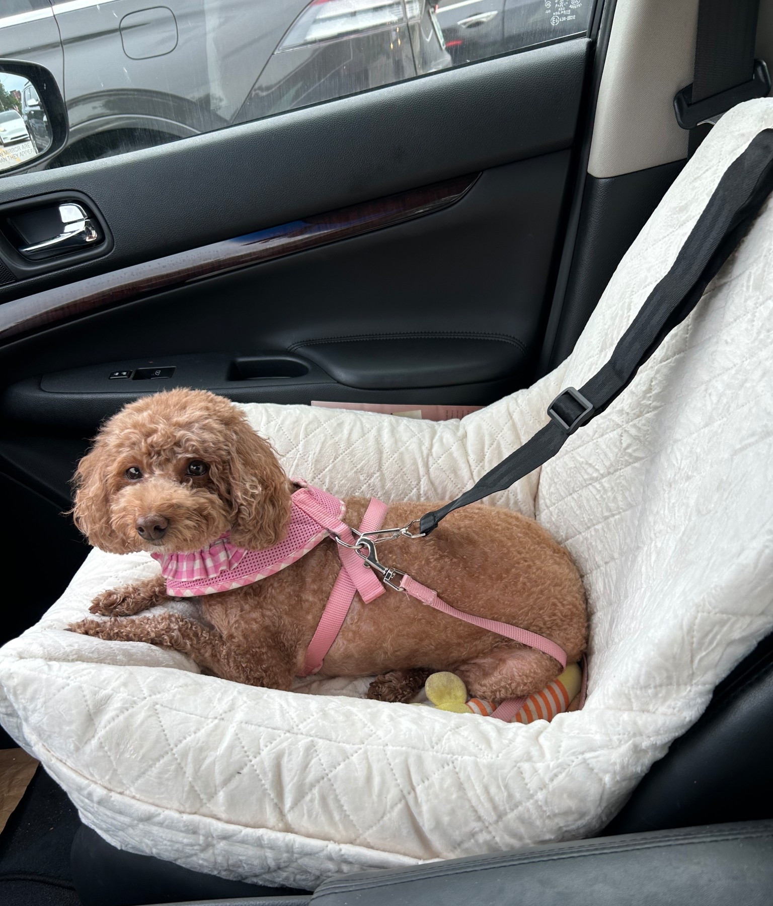 Summer’s new car seat ☺️ comes in a few different colors. Amazon find

#LTKTravel #LTKFindsUnder50 #LTKPets