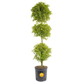 Eugenia 3-Ball Topiary Indoor/Outdoor Shrub Plant in 10 in. Grower Planter, Avg. Shipping Height ... | The Home Depot