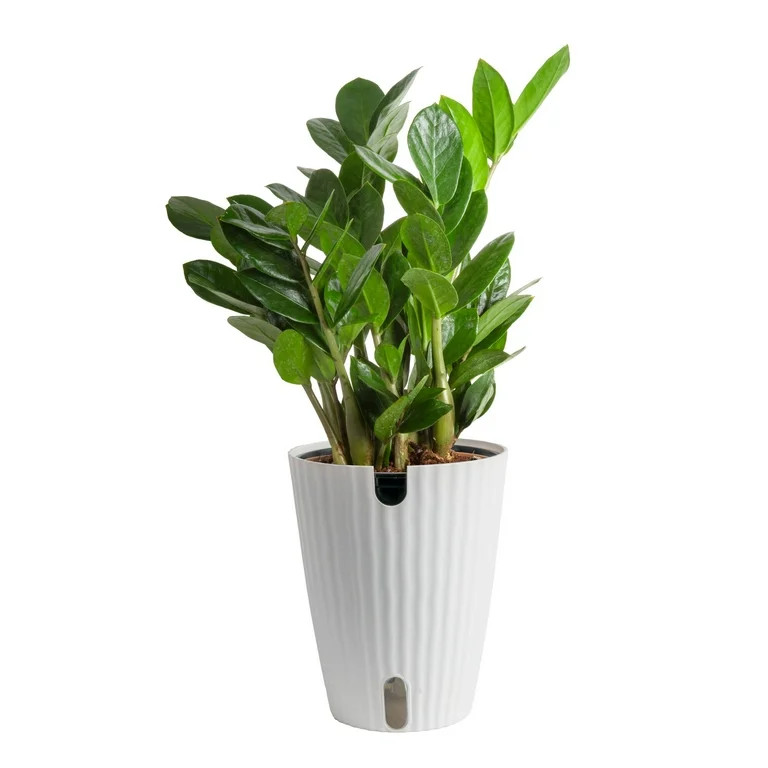 Plants with Benefits by Costa Farms 12" ZZ Zamioculcas House Plant in 6" Self-Watering Pot | Walmart (US)